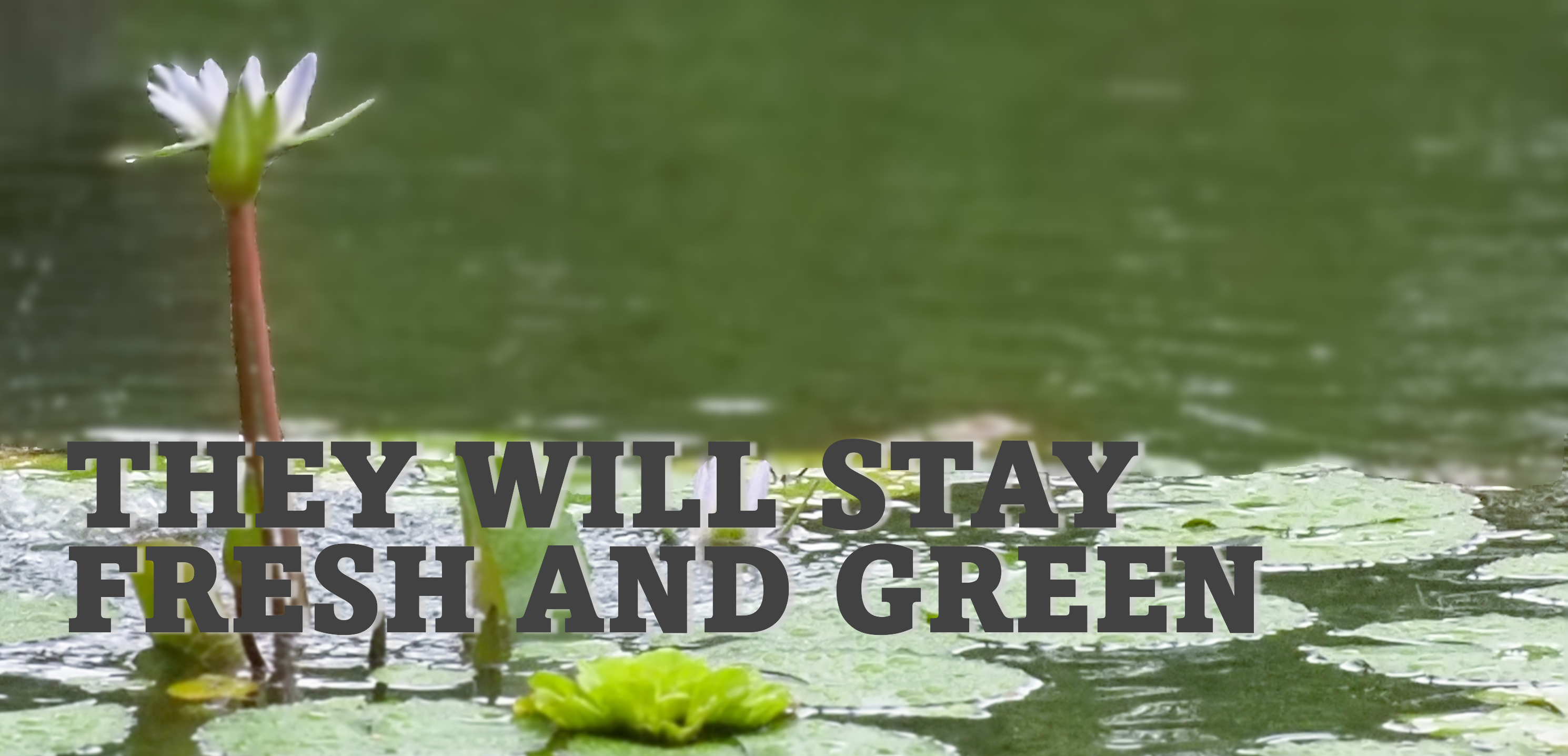 2026_They will stay.png